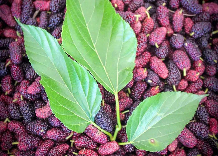 Bed & Bike Casa Dei Papi Portoferraio